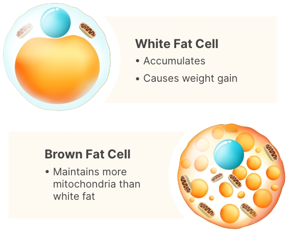 Top drawing of a White Fat Cell with bullet points stating that it accumulates and causes weight gain. Bottom drawing of a Brown Fat Cell with a bullet point stating that it maintains more mitochondria than white fat.